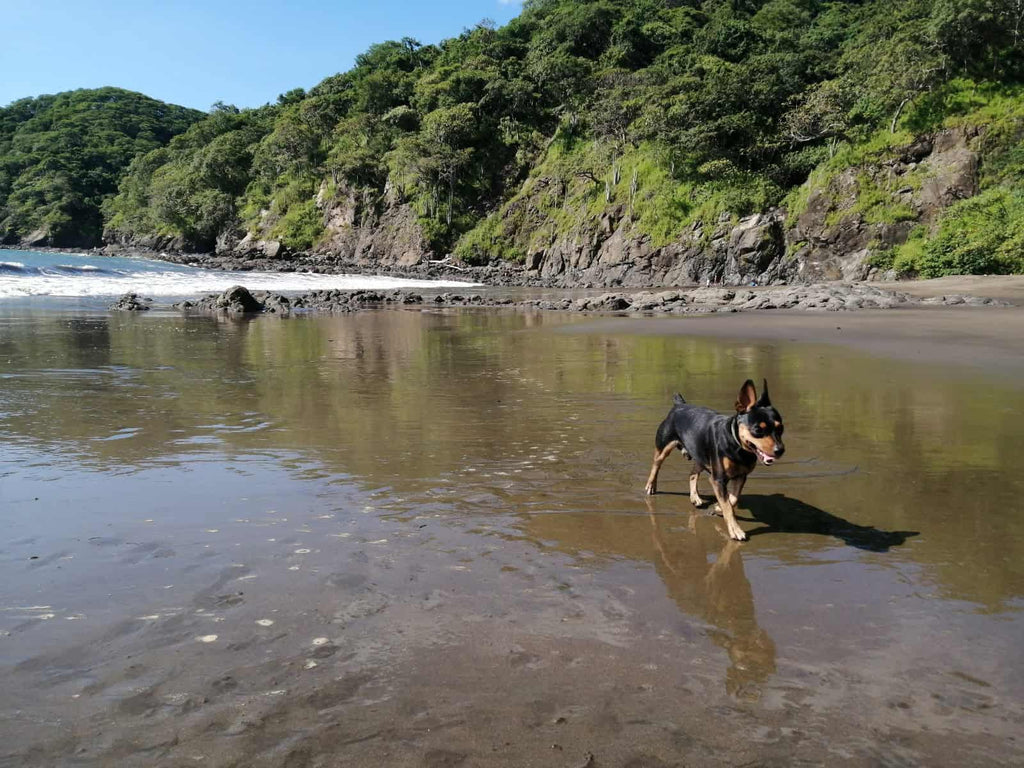 Bringing Pets to Costa Rica – Requirements, Tips & Pet-Friendly Travel