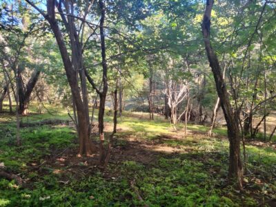 Prime Lot in Avellanas