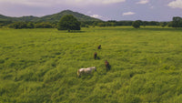Punta Sabana & Mar Serena: Tranquility by the Coast thumbnail
