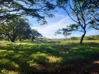 Prime Lot in Avellanas