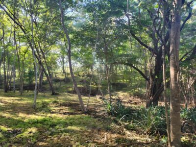 Prime Lot in Avellanas