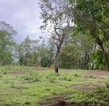 Chocolate Rain Lots | Exceptional 1.89-Acre Development Site Near Lola’s & Avellanas Beach
