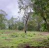 Chocolate Rain Lots | Exceptional 1.89-Acre Development Site Near Lola’s & Avellanas Beach thumbnail