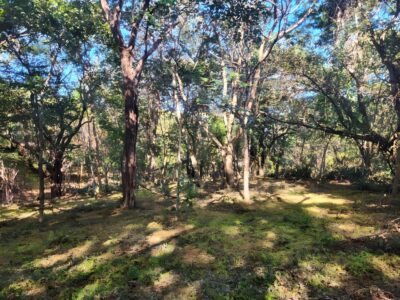 Prime Lot in Avellanas