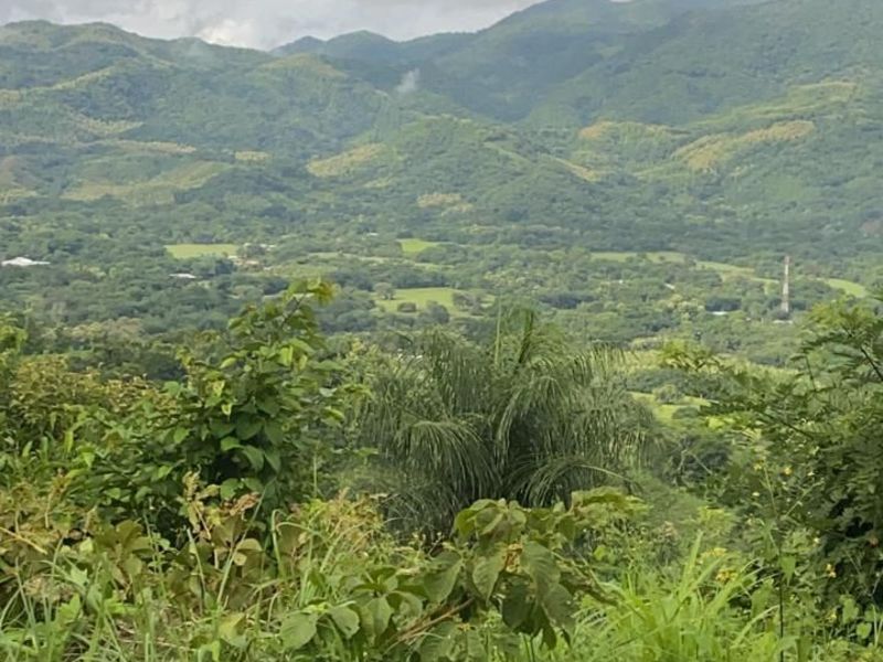 Large Teak Farm Investment Opportunity in Nicoya