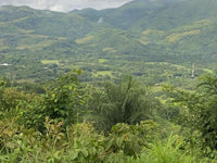 Large Teak Farm Investment Opportunity in Nicoya thumbnail