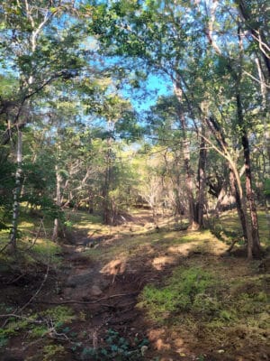 Prime Lot in Avellanas