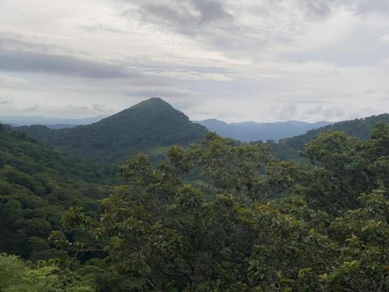 Large Teak Farm Investment Opportunity in Nicoya