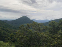 Large Teak Farm Investment Opportunity in Nicoya thumbnail