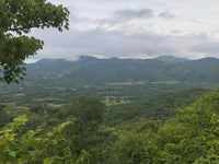 Large Teak Farm Investment Opportunity in Nicoya thumbnail