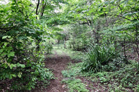 La Futura Finca – Your Future Oasis Just 20 Minutes from Playas del Coco thumbnail
