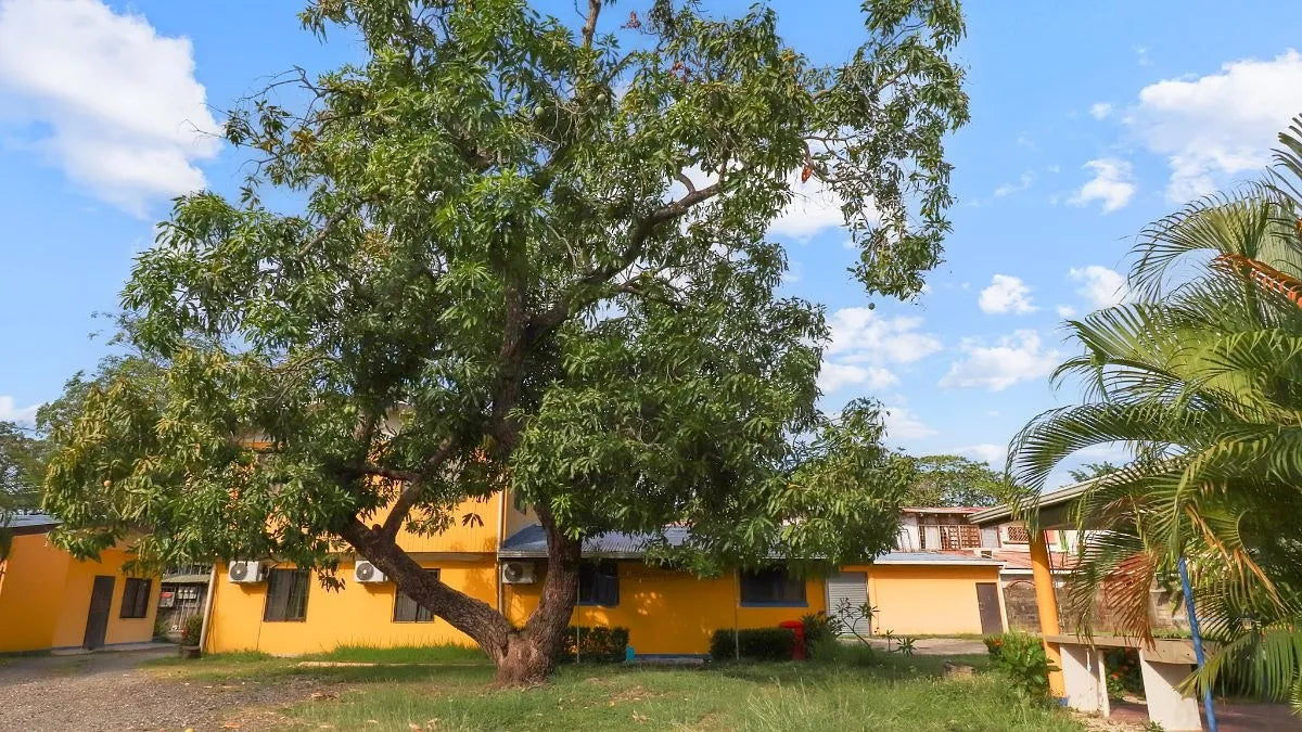 Armonía | Established Rental Property & Family Compound