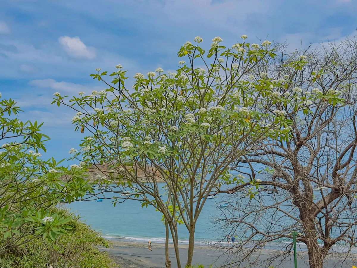 Almendros 43 – Beachfront Luxury Awaits in Playa Ocotal