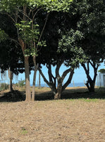 Surfside Lot Y22 | Beachfront Lot with Water – Playa Potrero thumbnail