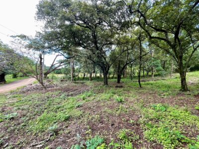 Salanitas Lot