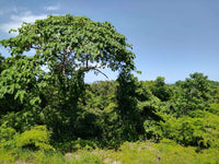 Lot #47 at Posada del Sol: Prime Residential Opportunity thumbnail