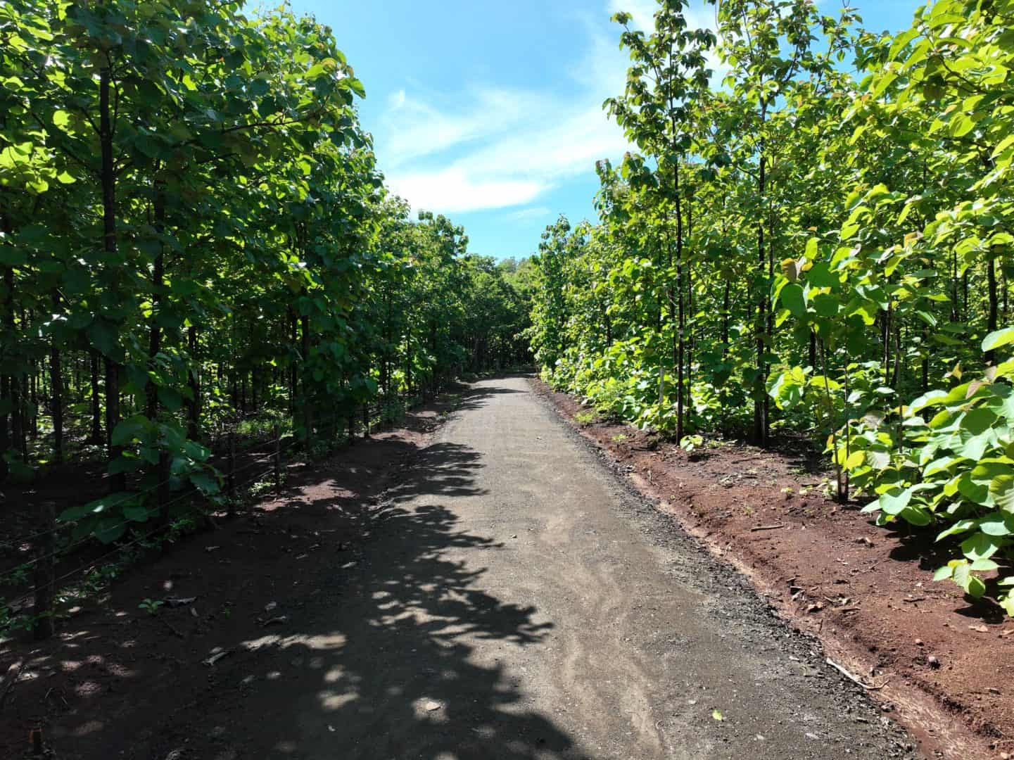 5,000 m² Lot in Altos de Pinilla