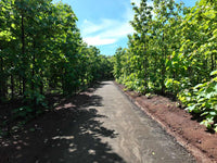 5,000 m² Lot in Altos de Pinilla thumbnail
