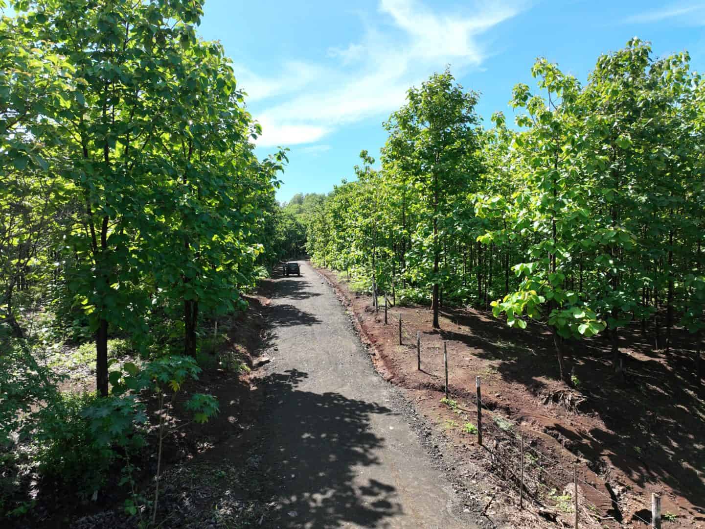 5,000 m² Lot in Altos de Pinilla