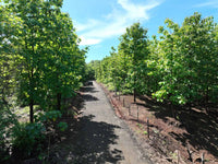 5,000 m² Lot in Altos de Pinilla thumbnail