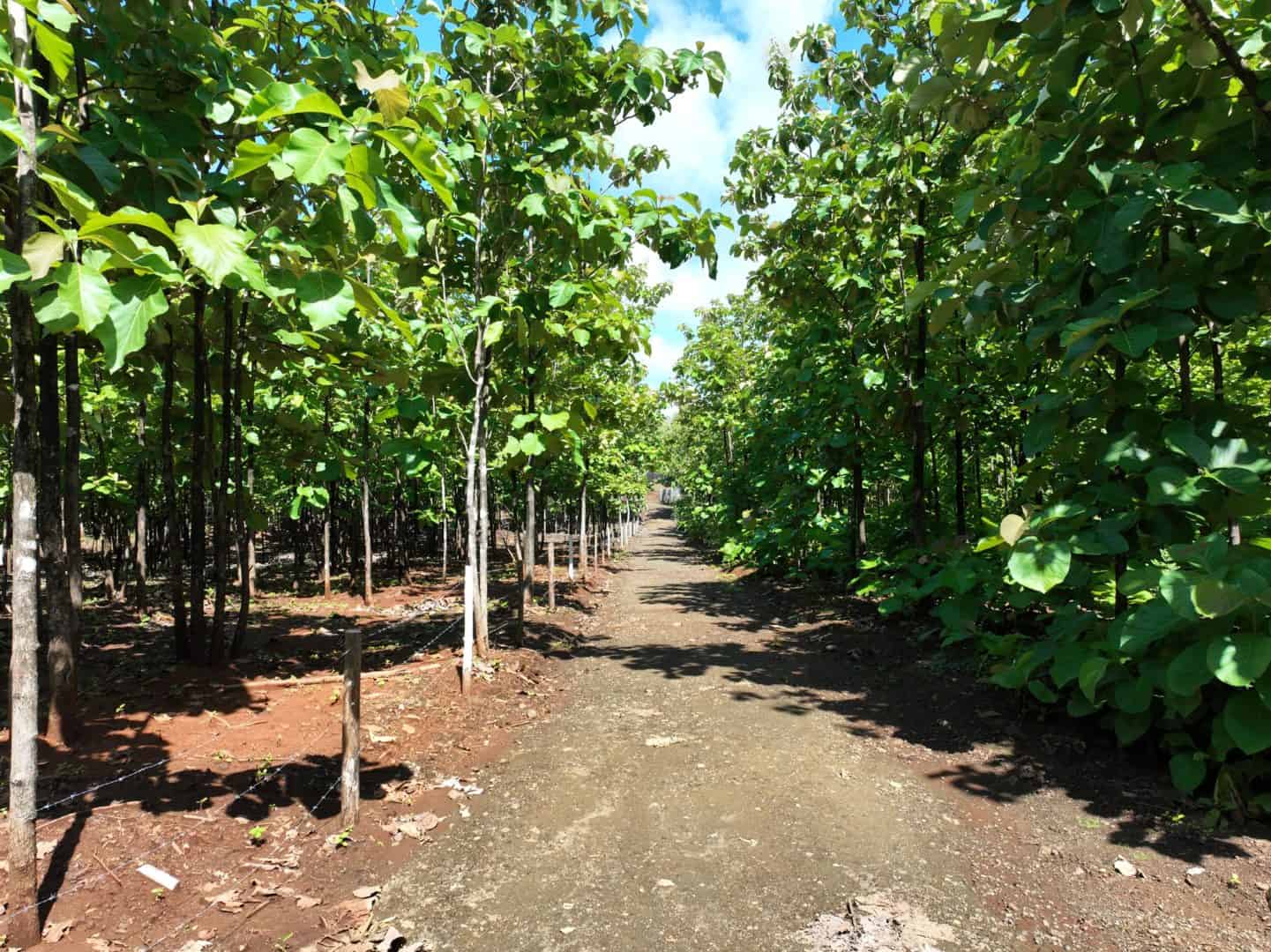 5,000 m² Lot in Altos de Pinilla