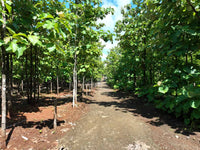 5,000 m² Lot in Altos de Pinilla thumbnail