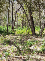 Expansive Country Homesite thumbnail