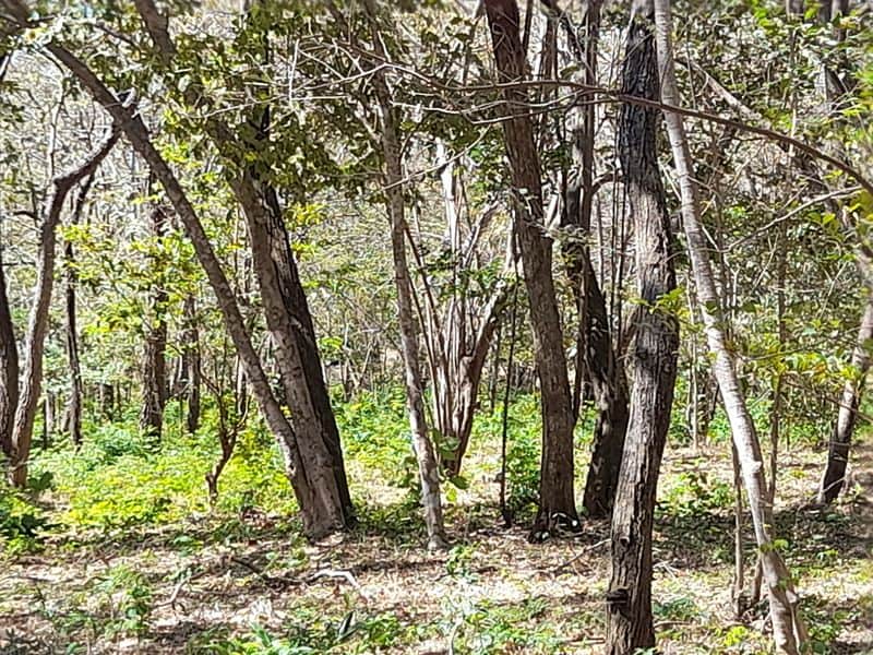 Expansive Country Homesite