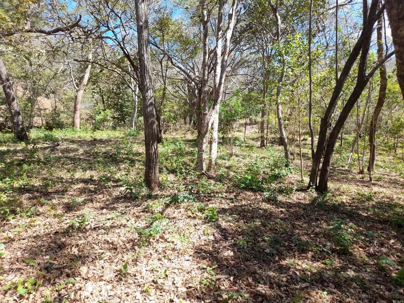 Expansive Country Homesite