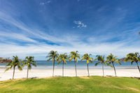 The Palms #33 thumbnail