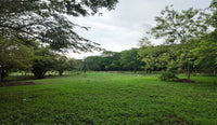Prime Mixed-Use Development Lot 1 in Villarreal thumbnail