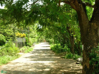 Beachside Corner Lot with Water - Walk to the Shore! thumbnail