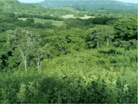 10 ac Lot across from Golf thumbnail