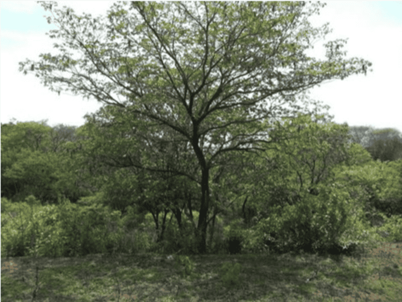10 ac Lot across from Golf