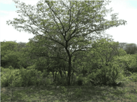 10 ac Lot across from Golf thumbnail