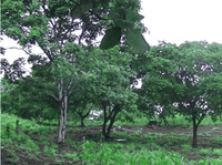 10 ac Lot across from Golf thumbnail