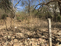 Beach Properties in Playas del Coco: Fantastic Opportunity Near the Town Center thumbnail
