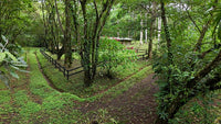 Finca Macadamia: A 154-Acre Rainforest Haven with Two Homes and Scenic Trails! thumbnail
