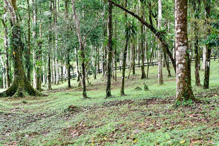 Finca Macadamia: A 154-Acre Rainforest Haven with Two Homes and Scenic Trails!