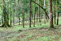 Finca Macadamia: A 154-Acre Rainforest Haven with Two Homes and Scenic Trails! thumbnail