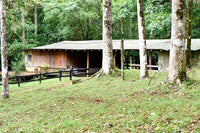 Finca Macadamia: A 154-Acre Rainforest Haven with Two Homes and Scenic Trails! thumbnail