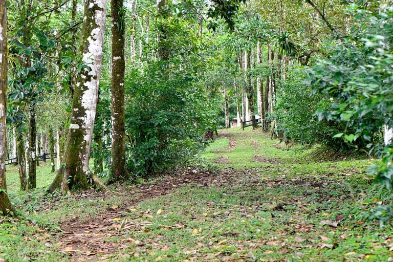 Upala