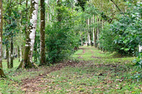 Finca Macadamia: A 154-Acre Rainforest Haven with Two Homes and Scenic Trails! thumbnail