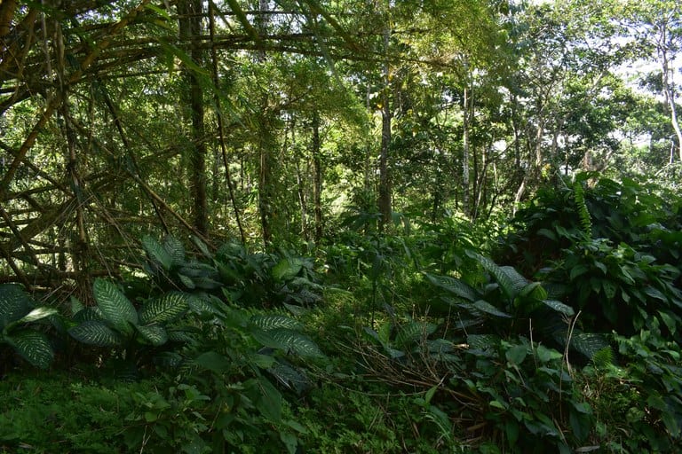 Finca La Paz: Picturesque Property for Sale in Santo Domingo de Bijagua!