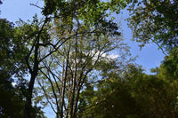 Finca La Paz: Picturesque Property for Sale in Santo Domingo de Bijagua! thumbnail