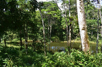 Finca La Paz: Picturesque Property for Sale in Santo Domingo de Bijagua! thumbnail