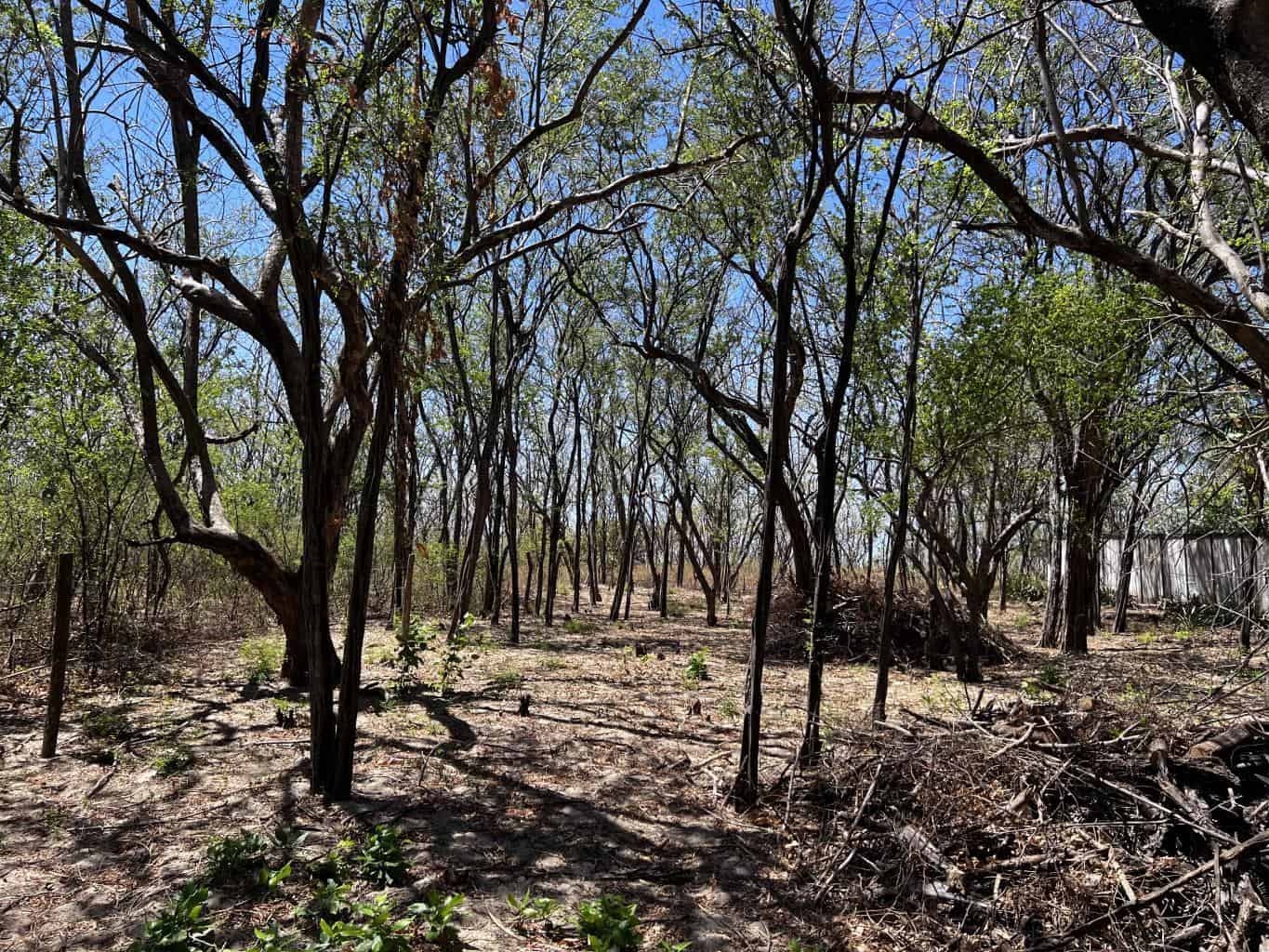 Beachfront Lot for Sale in Playa Ventanas/Playa Grande: Seaside Dreams in Playa Ventanas