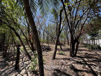 Beachfront Lot for Sale in Playa Ventanas/Playa Grande: Seaside Dreams in Playa Ventanas thumbnail