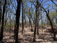 Beachfront Lot for Sale in Playa Ventanas/Playa Grande: Seaside Dreams in Playa Ventanas thumbnail