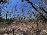 Beachfront Lot for Sale in Playa Ventanas/Playa Grande: Seaside Dreams in Playa Ventanas thumbnail